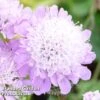 Scabiosa Columbaria 'Pincushion Pink' 2 Scabiosa Columbaria 'Pincushion Pink' -EcoFlora Sales Shop SCAB KC9140 A
