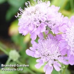 Scabiosa Columbaria 'Pincushion Pink' -EcoFlora Sales Shop SCAB KC9140 B