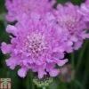 Scabious 'Flutterby Pink' -EcoFlora Sales Shop SCAB TKA0953 A