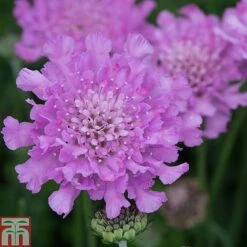Scabious 'Flutterby Pink'