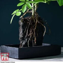 Lova Plant On Lava Rock - Gift -EcoFlora Sales Shop SCH WKB4656 B1