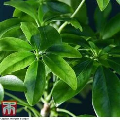 Schefflera Plant On Lava Rock In A Tray (Lova Plant) 10 Schefflera Plant On Lava Rock In A Tray (Lova Plant) -EcoFlora Sales Shop SCH WKB4656 D