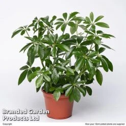 Schefflera Arboricola -EcoFlora Sales Shop SCHE ARBOR10CM S50450