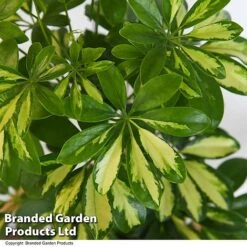 Schefflera Arboricola 'Charlotte' 8 Schefflera Arboricola 'Charlotte' -EcoFlora Sales Shop SCHE CHARLOTTE T50740