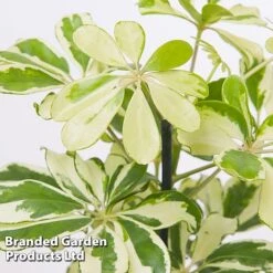 Schefflera Arboricola 'Charlotte' 9 Schefflera Arboricola 'Charlotte' -EcoFlora Sales Shop SCHE CHARLOTTE W48796