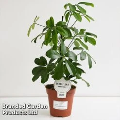 Schefflera Arboricola 'Nora' -EcoFlora Sales Shop SCHE NORA13CM T44733