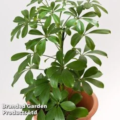 Schefflera Arboricola 'Nora' -EcoFlora Sales Shop SCHE NORA13CM WKF1180