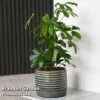 Schefflera Arboricola 'Nora' -EcoFlora Sales Shop SCHE NORA T44734