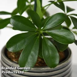 Schefflera Arboricola 'Nora' -EcoFlora Sales Shop SCHE NORA T44736