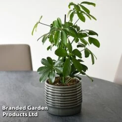 Schefflera Arboricola 'Nora' -EcoFlora Sales Shop SCHE NORA T44738