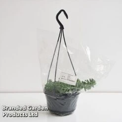 Sedum Morganianum 'Burrito' 13 Sedum Morganianum 'Burrito' -EcoFlora Sales Shop SEDU BURRI14CM T44717