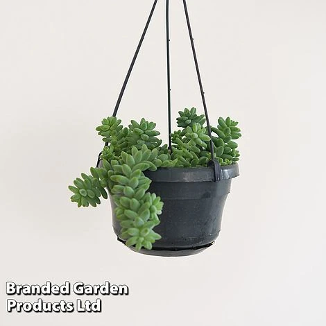 Sedum Morganianum 'Burrito' 4 Sedum Morganianum 'Burrito' - Image 2