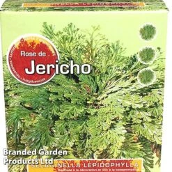 Selaginella Lepidophylla (Rose Of Jericho) -EcoFlora Sales Shop SELA 10CMGIFTB S47134