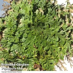 Selaginella Lepidophylla (Rose Of Jericho) -EcoFlora Sales Shop SELA LEPIDOPHY L49218