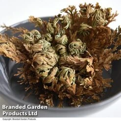 Selaginella Lepidophylla (Rose Of Jericho) -EcoFlora Sales Shop SELA LEPIDOPHY T49225