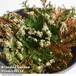 Selaginella Lepidophylla (Rose Of Jericho) -EcoFlora Sales Shop SELA LEPIDOPHY T49228