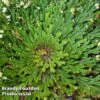 Selaginella Lepidophylla (Rose Of Jericho) -EcoFlora Sales Shop SELA LEPIDOPHY W47143