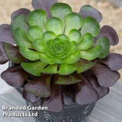 Semponium Collection -EcoFlora Sales Shop SEMP DESTINY S443632