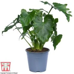 Philodendron 'Shangri La' 9 Philodendron 'Shangri La' -EcoFlora Sales Shop SHAN 26766 A1