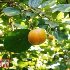 Sharon Fruit 'Fuyu' 8 Sharon Fruit 'Fuyu' -EcoFlora Sales Shop SHAR T14149 D