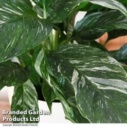 Spathiphyllum 'Diamond' -EcoFlora Sales Shop SPAT DIAMOND T48401