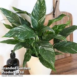 Spathiphyllum 'Diamond' -EcoFlora Sales Shop SPAT DIAMOND T48403