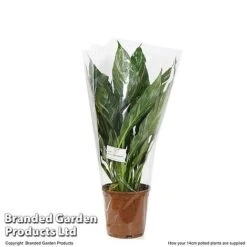 Spathiphyllum 'Diamond' -EcoFlora Sales Shop SPAT DIAMOND T48405