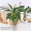 Spathiphyllum 'Diamond' -EcoFlora Sales Shop SPAT DIAMOND W45797