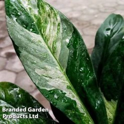 Spathiphyllum 'Diamond' -EcoFlora Sales Shop SPAT DIAMOND W45798