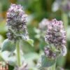 Stachys Byzantina 'Silky Fleece' -EcoFlora Sales Shop STAC T82219 A