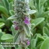 Stachys Lanata -EcoFlora Sales Shop STAC LANATA S45015