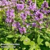 Stachys Macrantha 'Superba' -EcoFlora Sales Shop STAC SUPERBA W46327