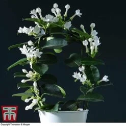 Stephanotis Floribunda On A Hoop -EcoFlora Sales Shop STEP KB2262 B