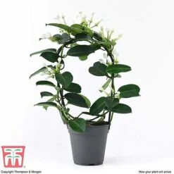Stephanotis Floribunda On A Hoop -EcoFlora Sales Shop STEP KB2262 D