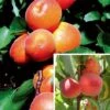 Stone Fruit Collection -EcoFlora Sales Shop STON DWW4645 A h