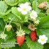 Strawberry 'Vesca' -EcoFlora Sales Shop STRA 64138 A
