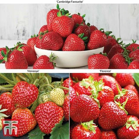 Strawberry Full Season Collection 3 Strawberry Full Season Collection