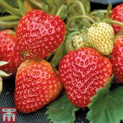 Strawberry Full Season Collection 11 Strawberry Full Season Collection -EcoFlora Sales Shop STRA CWW3188 B