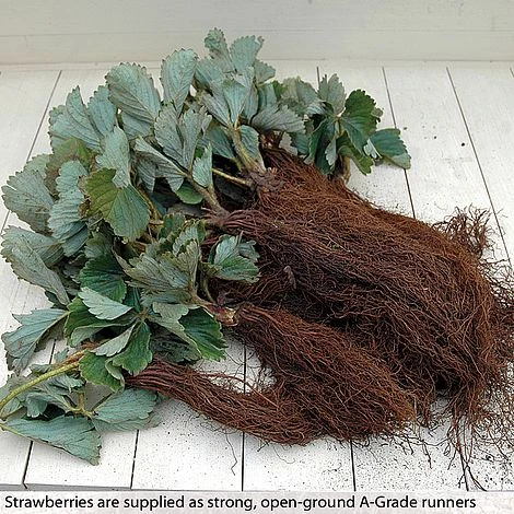 Strawberry Full Season Collection 7 Strawberry Full Season Collection - Image 5