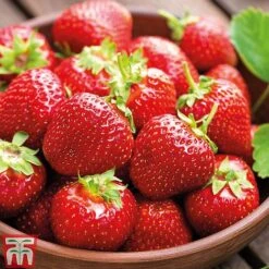 Strawberry Full Season Collection 10 Strawberry Full Season Collection -EcoFlora Sales Shop STRA CWW3188 C1