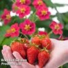 Grow Your Own Strawberry Collection -EcoFlora Sales Shop STRA TOSCANA S202151