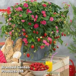 Grow Your Own Strawberry Collection 15 Grow Your Own Strawberry Collection -EcoFlora Sales Shop STRA TOSCANA S202161