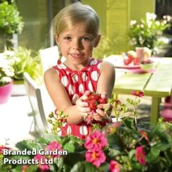 Grow Your Own Strawberry Collection 16 Grow Your Own Strawberry Collection -EcoFlora Sales Shop STRA TOSCANA S202181