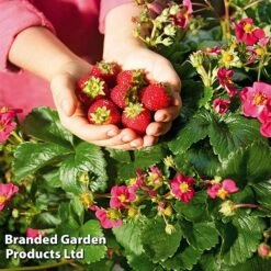 Grow Your Own Strawberry Collection 17 Grow Your Own Strawberry Collection -EcoFlora Sales Shop STRA TOSCANA S202191