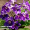 Streptocarpus 'Minnie' -EcoFlora Sales Shop STRE KC4572 A