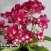 Streptocarpus 'Adele' 2 Streptocarpus 'Adele' -EcoFlora Sales Shop STRE KC4576 A