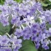 Streptocarpus 'Bethan' 1 Streptocarpus 'Bethan' -EcoFlora Sales Shop STRE KC4577 A