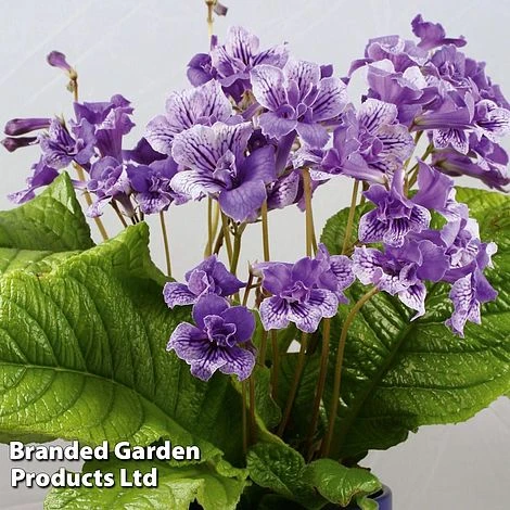 Streptocarpus 'Blue Frills' 4 Streptocarpus 'Blue Frills' - Image 2