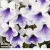 Streptocarpus 'Crystal Ice' -EcoFlora Sales Shop STRE KC4583 B
