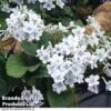 Streptocarpus 'Gwen' -EcoFlora Sales Shop STRE KC4585 A
